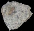Cyclopyge An Unusual Pelagic Trilobite #40143-2